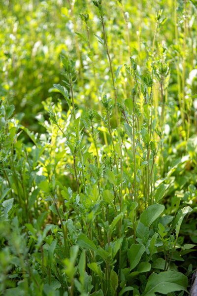 Arugula ripening on a garden bed on a sunny morning.