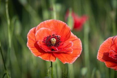 Kırmızı gelincik ve arı bir yaz günü bahçede..