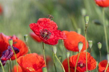 Bir yaz günü bahçede bir grup kırmızı haşhaş..