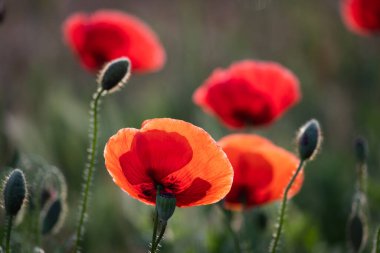 Bir yaz günü bahçede bir grup kırmızı haşhaş..