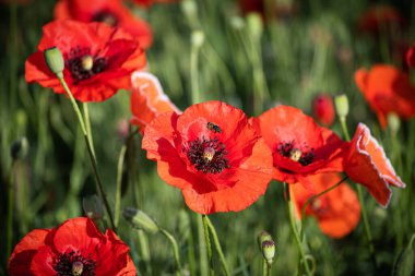 Kırmızı gelincik ve arı bir yaz günü bahçede..
