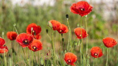 Güneşli bir yaz gününde çayırlarda açan parlak kırmızı gelincikler..
