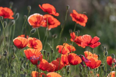 Güneşli bir yaz gününde çayırlarda açan parlak kırmızı gelincikler..