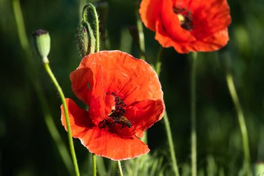 Kırmızı gelincik ve arı bir yaz günü bahçede..
