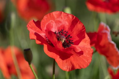 Kırmızı gelincik ve arı bir yaz günü bahçede..