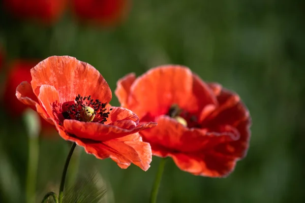 Röd Vallmo Och Ett Morgonen Trädgården Sommardag — Stockfoto