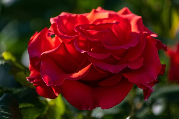 Schöne Rote Einsame Rose Garten Einem Sommertag — Stockfoto