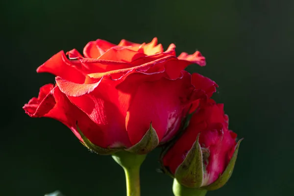 Zwei Scharlachrote Rosen Garten Einem Sommertag — Stockfoto