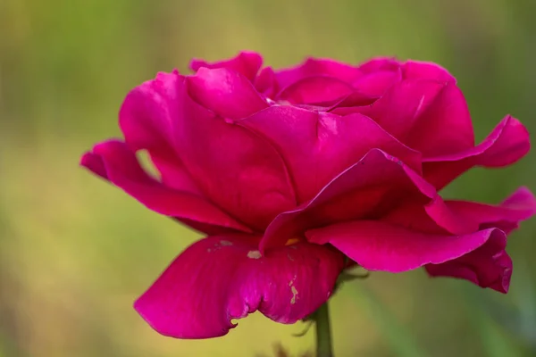 Piękna Czerwona Samotna Róża Ogrodzie Letni Dzień — Zdjęcie stockowe