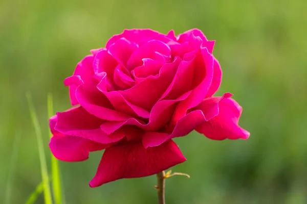 Mooie Rode Eenzame Roos Tuin Een Zomerdag — Stockfoto