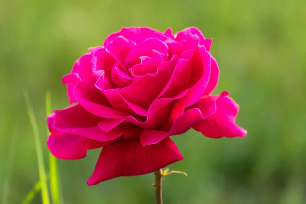 Όμορφο Κόκκινο Μοναχικό Τριαντάφυλλο Στον Κήπο Μια Καλοκαιρινή Μέρα — Φωτογραφία Αρχείου