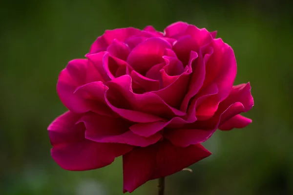 Mooie Rode Eenzame Roos Tuin Een Zomerdag — Stockfoto