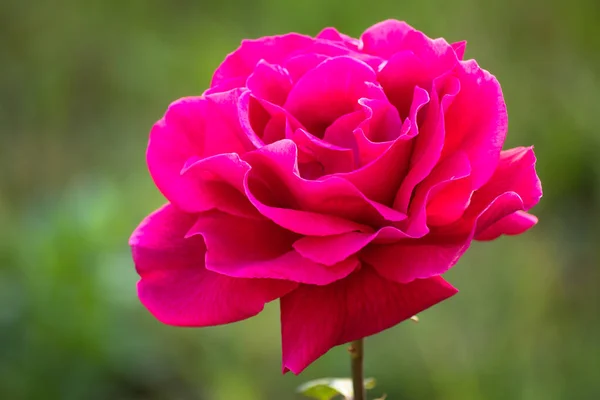 Όμορφο Κόκκινο Μοναχικό Τριαντάφυλλο Στον Κήπο Μια Καλοκαιρινή Μέρα — Φωτογραφία Αρχείου