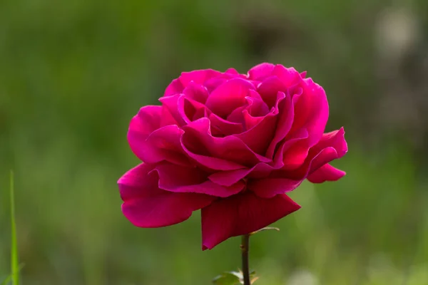 Hermosa Rosa Roja Solitaria Jardín Día Verano —  Fotos de Stock