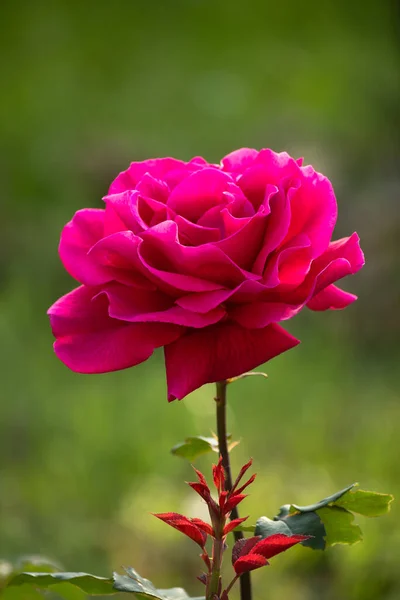 Прекрасна Червона Самотня Троянда Саду Літній День — стокове фото
