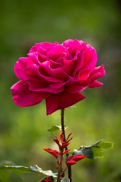 Mooie Rode Eenzame Roos Tuin Een Zomerdag — Stockfoto