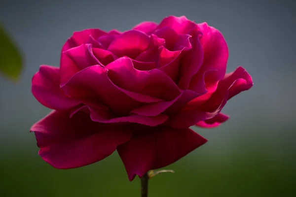夏の日に庭に美しい赤い孤独なバラ — ストック写真