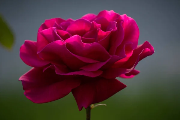 Linda Rosa Solitária Vermelha Jardim Dia Verão — Fotografia de Stock