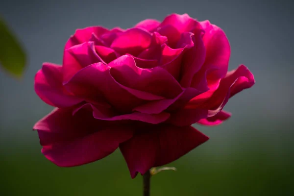 Schöne Rote Einsame Rose Garten Einem Sommertag — Stockfoto