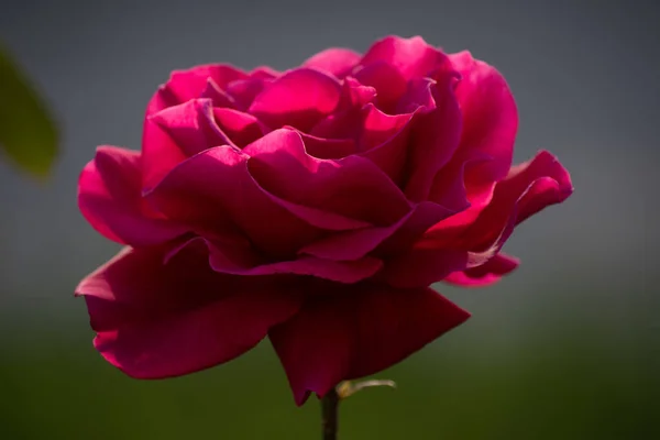 夏の日に庭に美しい赤い孤独なバラ — ストック写真
