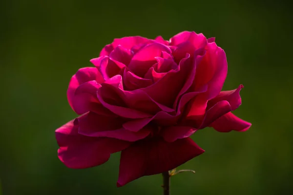 Schöne Rote Einsame Rose Garten Einem Sommertag — Stockfoto