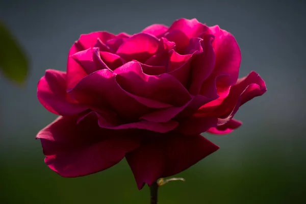 Linda Rosa Solitária Vermelha Jardim Dia Verão — Fotografia de Stock