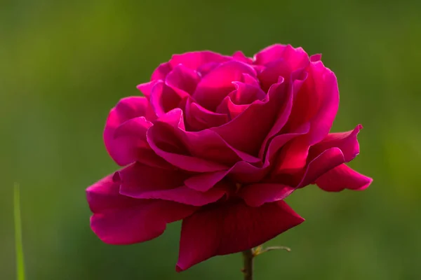 Krásná Červená Osamělá Růže Zahradě Letní Den — Stock fotografie