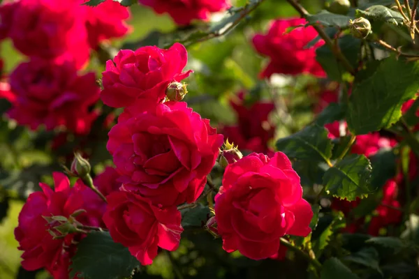 Rosebuds Bush Red Roses Park — Stock Photo, Image