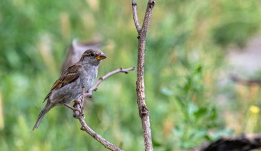 Bahçedeki bir serçe bir yaz gününde kuru bir dalda oturur..