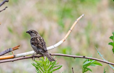 Bahçedeki bir serçe bir yaz gününde kuru bir dalda oturur..