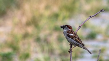 Bahçedeki bir serçe bir yaz gününde kuru bir dalda oturur..