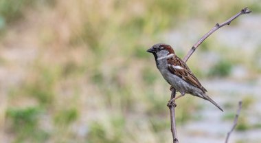 Bahçedeki bir serçe bir yaz gününde kuru bir dalda oturur..