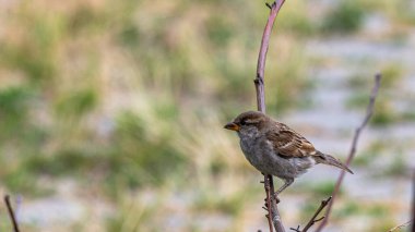 Bahçedeki bir serçe bir yaz gününde kuru bir dalda oturur..