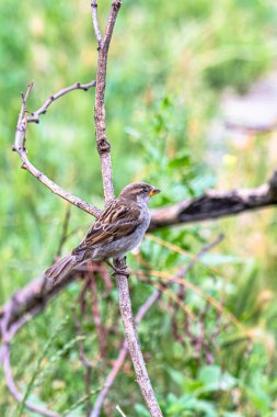 Bahçedeki bir serçe bir yaz gününde kuru bir dalda oturur..