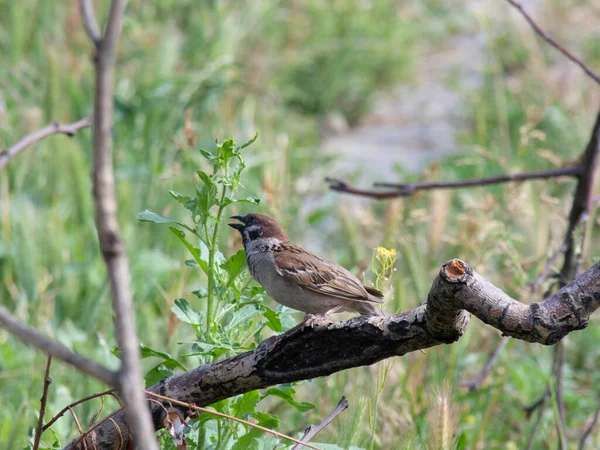 Een Mus Tuin Zit Een Droge Tak Een Zomerdag — Stockfoto