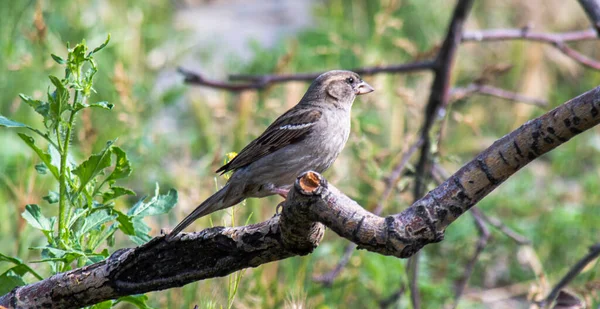 Ein Sperling Garten Sitzt Einem Sommertag Auf Einem Trockenen Ast — Stockfoto