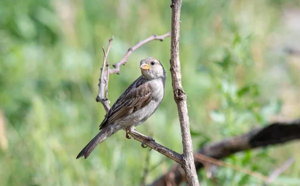 Moineau Dans Jardin Est Assis Sur Une Branche Sèche Jour — Photo