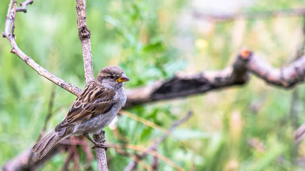 Sparrow Garden Sits Dry Branch Summer Day — Stock Photo, Image