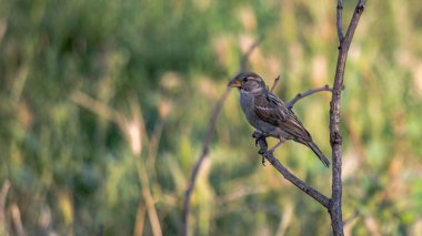 Bahçedeki bir serçe bir yaz gününde kuru bir dalda oturur..