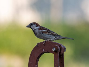 Bir serçe, bir yaz günü, bir bahçe musluğunun üzerinde oturur..