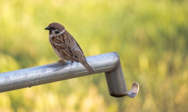 Bir serçe, bir yaz günü bir bahçede su borusunda oturur..