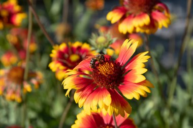 Gaillardia pulchela ya da Hindistan battaniyesi ve güneşli bir günde bahçede bir arı.