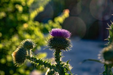 Devedikeni, budyak, enginar devedikeni, güneşli bir yaz gününde bahçede..