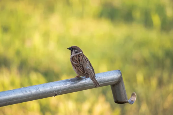 A sparrow sits on a water pipe in a garden on a summer day.