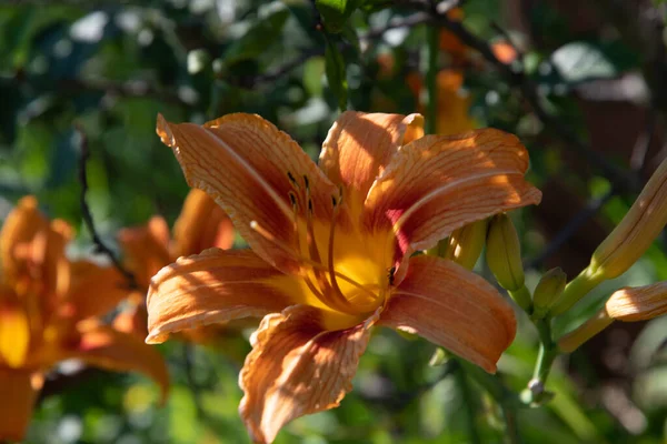 Orange lily, Bulbous lily, in the garden on a summer sunny day.