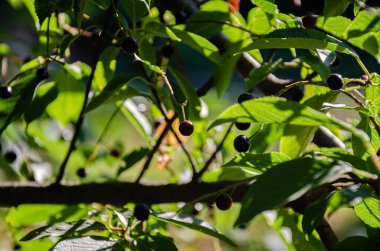 Bir yaz gününde bahçede olgunlaşmış kiraz meyveleri.