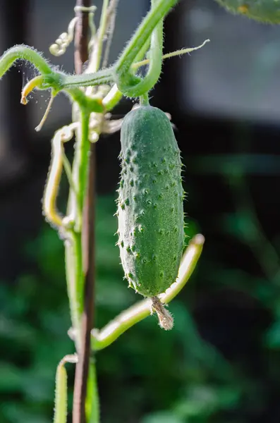 Bahçede Bir Yaz Günü Olgunlaşan Yeşil Salatalık — Stok fotoğraf