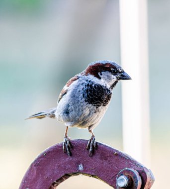 Bahçedeki bir serçe, bir yaz gününde metal bir çubuk desteğinin üzerinde oturur. Yemek endişesi içinde..