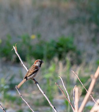 Bir yaz günü bir dalda bahçede bir serçe. Yemek endişesi içinde..