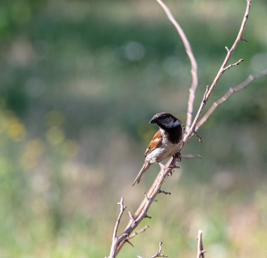 Bir yaz günü bir dalda bahçede bir serçe. Yemek endişesi içinde..